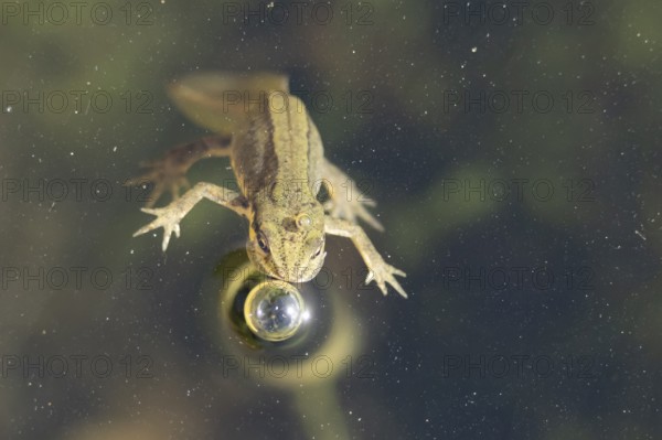 Smooth or Common newt (Lissotriton vulgaris) adult amphibian coming up to breath air on the water surface of a pond, England, United Kingdom