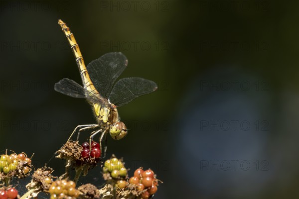 Common darter dragonfly (Sympetrum striolatum) adult insect resting on a blackberries in summer, England, United Kingdom