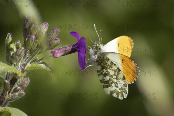 Orange tip butterfly (Anthocharis cardamines) adult male insect feeding on purple Honesty garden flowers in spring, England, United Kingdom