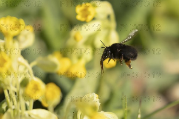 Ashy mining bee (Andrena cineraria) adult insect flying towards a Cowslip flower in spring, England, United Kingdom