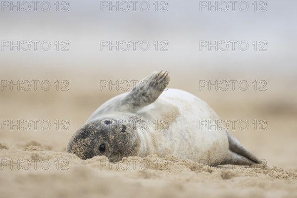 Grey seal (Halichoerus grypus) adult animal resting on a sandy beach, Norfolk, England, United Kingdom