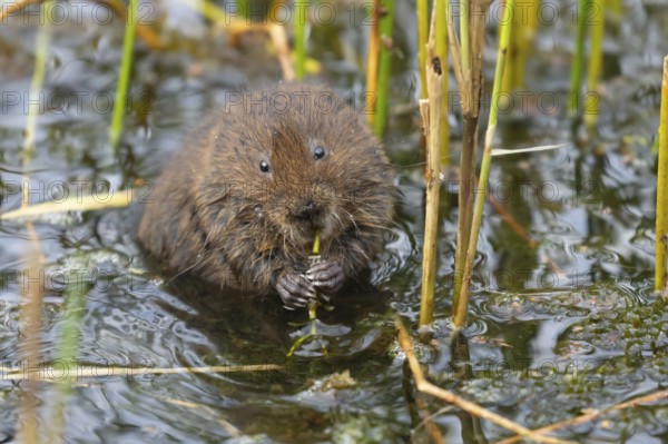Water vole (Arvicola amphibius) adult animal eating pond weed in a lake, England, United Kingdom