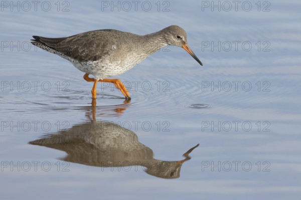 Common redshank (Tringa totanus) adult wading bird in water of a coastal lagoon, England, United Kingdom