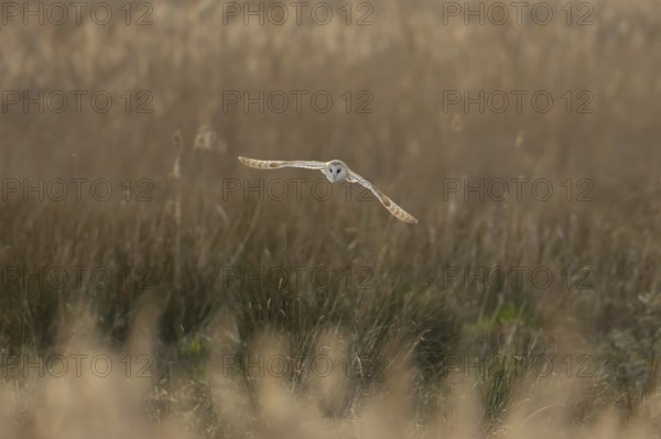 Barn owl (Tyto alba) adult bird in flight hunting over marshland, England, United Kingdom