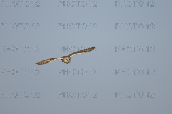 Barn owl (Tyto alba) adult bird flying, England, United Kingdom