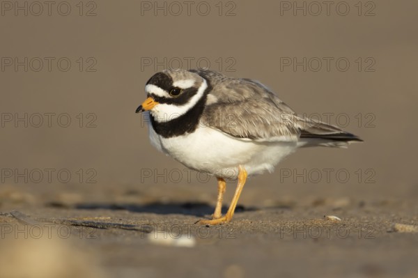 Ringed plover (Charadrius hiaticula) adult wading bird on a beach, England, United Kingdom