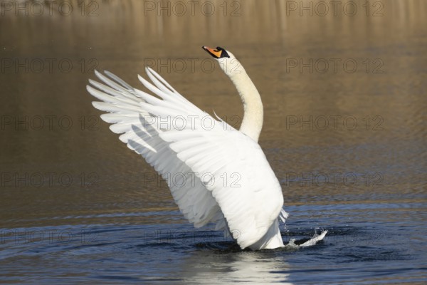 Mute swan (Cygnus olor) adult bird flapping its wings on the water surface of a lake, England, United Kingdom