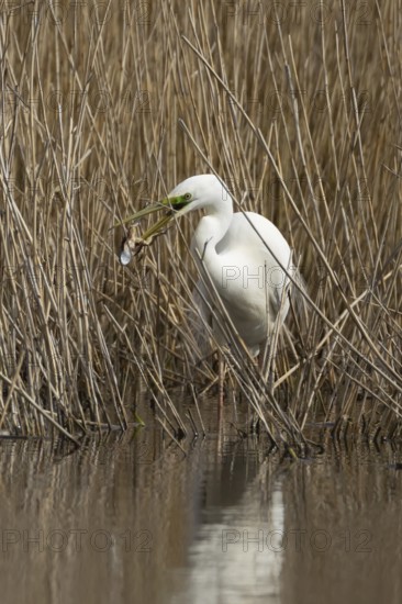 Great white egret (Ardea alba) adult bird in water on the edge of a reedbed with a frog for food in its beak in spring, England, United Kingdom
