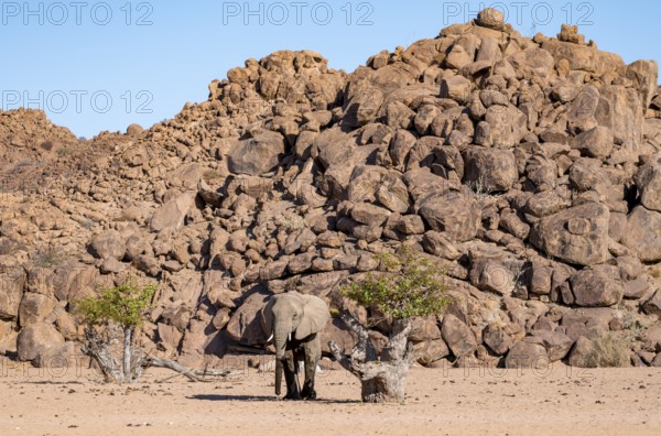 African elephant (Loxodonta africana), desert elephant, near the Hoanib River, Damaraland, Kunene region, Namibia