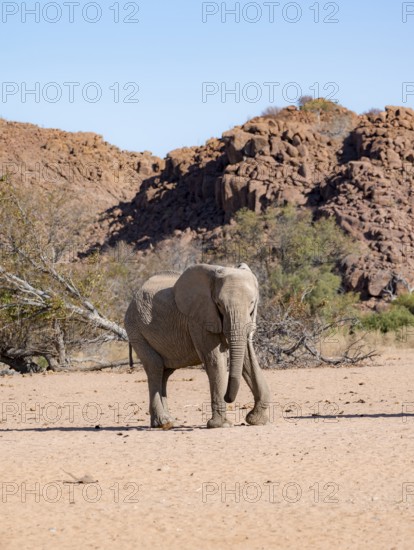 African elephant (Loxodonta africana), desert elephant, near the Ugab River, Damaraland, Kunene region, Namibia