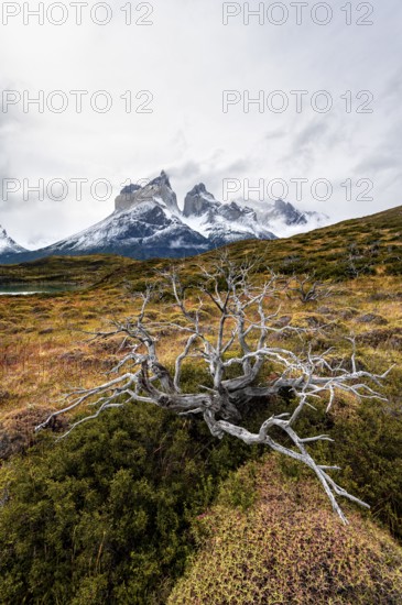 Enchanted dead trees, Cuernos del Paine mountain range in autumn, Torres del Paine National Park, Magallanes region, Chile