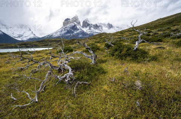 Enchanted dead trees, Cuernos del Paine mountain range in autumn, Torres del Paine National Park, Magallanes region, Chile