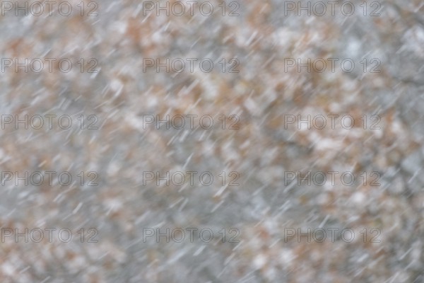 Oak (Quercus) with autumn leaves in dense snowfall, snow drift, North Sea, Norddeich, Lower Saxony, Germany