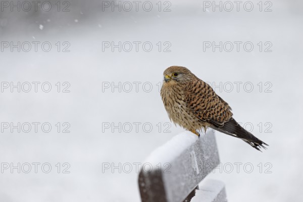 Kestrel (Falco tinnunculus), female using a park bench as a lookout during heavy snowfall, North Sea, Norddeich, Lower Saxony, Germany