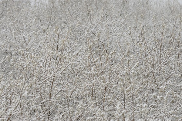 Winter day, onset of winter, snow lies on the bushes in the dune landscape of Norddeich, North Sea, Lower Saxony, Germany