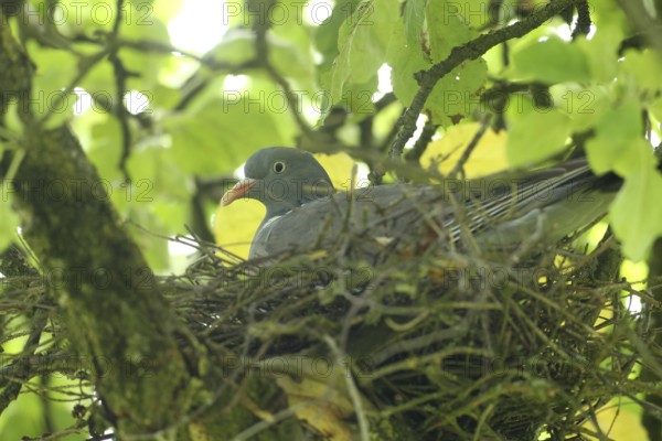 Wood pigeon (Columba palumbus) in a nest in an apple tree, Allgäu, Bavaria, Germany, Allgäu, Bavaria, Germany