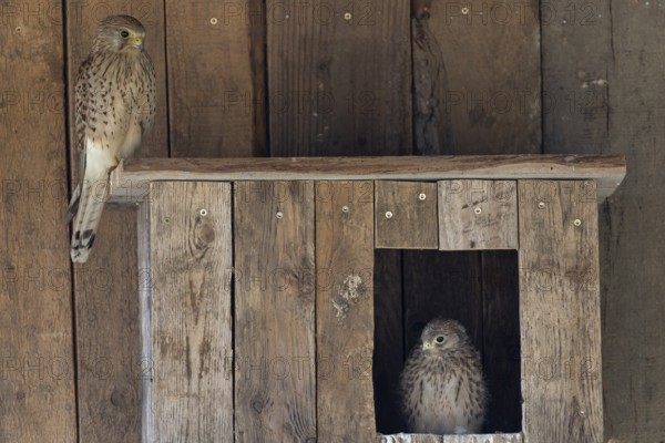 Kestrel (Falco tinnunculus) female and young bird at the incubator, village in Münsterland, North Rhine-Westphalia