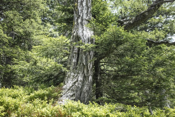 Rauris primeval forest, Rauris, Pinzgau, Salzburg, Austria