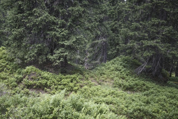 Rauris primeval forest, Rauris, Pinzgau, Salzburg, Austria