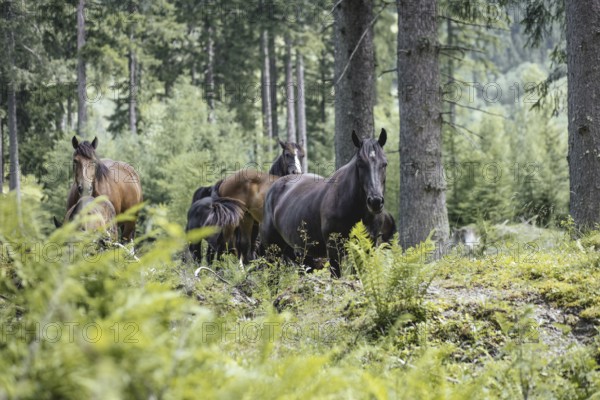 Horses (equus caballus), Rauris, Pinzgau, Salzburg, Austria