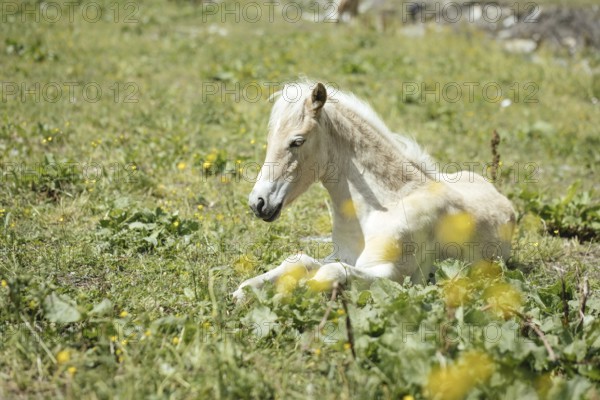Foal, Rauris, Pinzgau, Salzburg, Austria