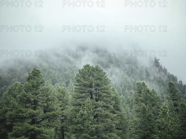 Forest in the morning mist, Krimmler Tauern, Pinzgau, Salzburg, Austria