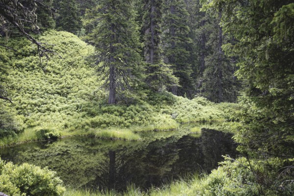 Blackwater pond, Rauris primeval forest, Kolm Saigurn, Pinzgau, Salzburg, Austria