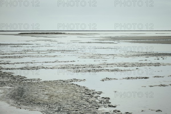 Rhone Delta, Arles, Provence, France