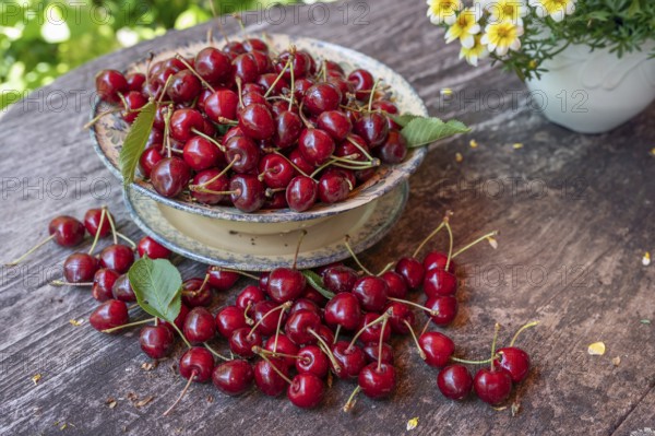 Fresh sweet cherries (Prunus avium) in a bowl, Bavaria, Germany