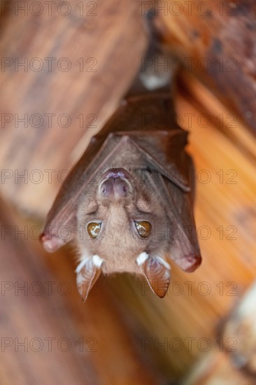 Funny bat, looks angry, conspiratorial, Kruger National Park, South Africa