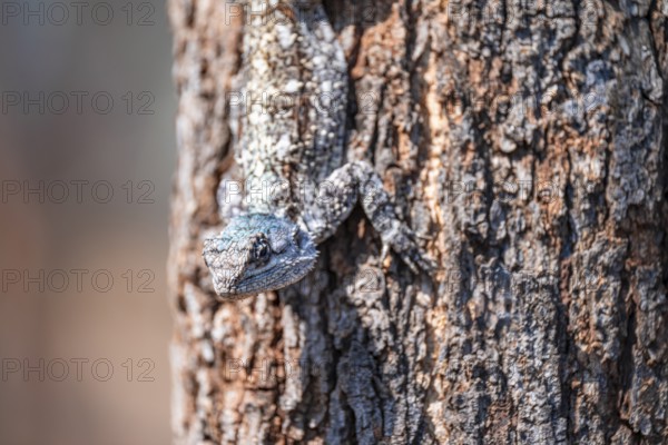 Tree agama, tree agama (Acanthocerus atricollis) on a tree, Kruger National Park, South Africa