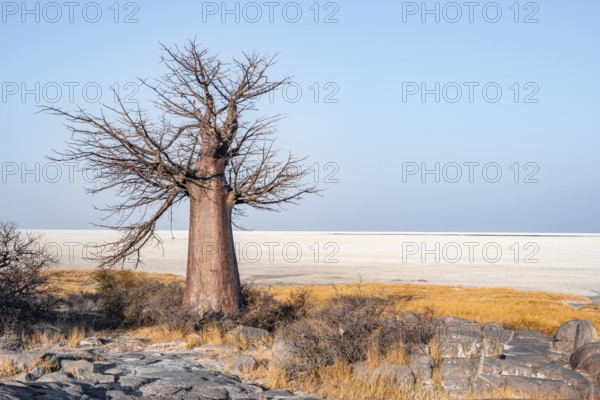 African baobab or baobab tree (Adansonia digitata), arid landscape, Kubu Island (Lekubu), Sowa Pan, Makgadikgadi salt pans, Botswana