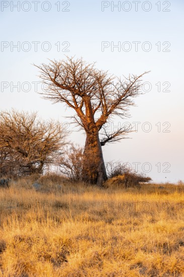 Sunset, African baobab or baobab tree (Adansonia digitata), Dry landscape, Kubu Island (Lekubu), Sowa Pan, Makgadikgadi salt pans, Botswana