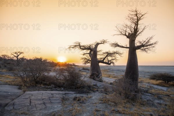 Sunset, African baobab or baobab tree (Adansonia digitata), Dry landscape, Kubu Island (Lekubu), Sowa Pan, Makgadikgadi salt pans, Botswana