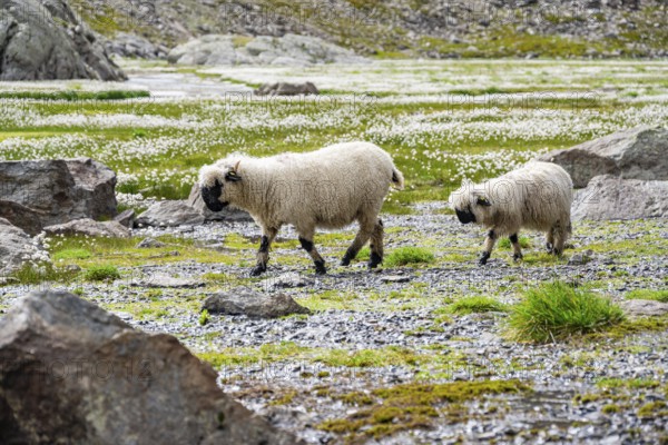 Two Valais Blacknose sheep (Ovis gmelini aries), in meadow with flowering white cotton grass, high alpine mountain valley, Obere Senner Egete, Stubai Alps, near Ridnaun, South Tyrol, Italy