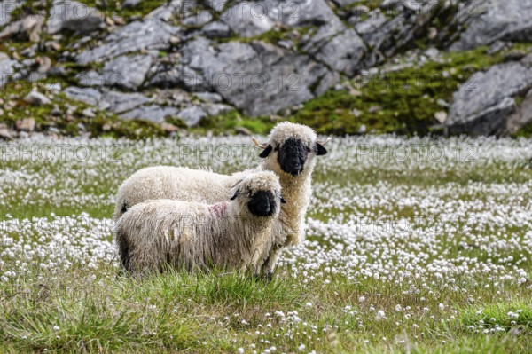 Two Valais Blacknose sheep (Ovis gmelini aries), in meadow with flowering white cotton grass, high alpine mountain valley, Obere Senner Egete, Stubai Alps, near Ridnaun, South Tyrol, Italy