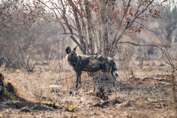 African wild dog, Kruger National Park, South Africa