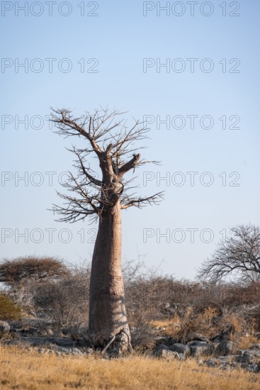 African baobab or baobab tree (Adansonia digitata), arid landscape, Kubu Island (Lekubu), Sowa Pan, Makgadikgadi salt pans, Botswana