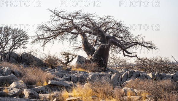 African baobab or baobab tree (Adansonia digitata), arid landscape, Kubu Island (Lekubu), Sowa Pan, Makgadikgadi salt pans, Botswana