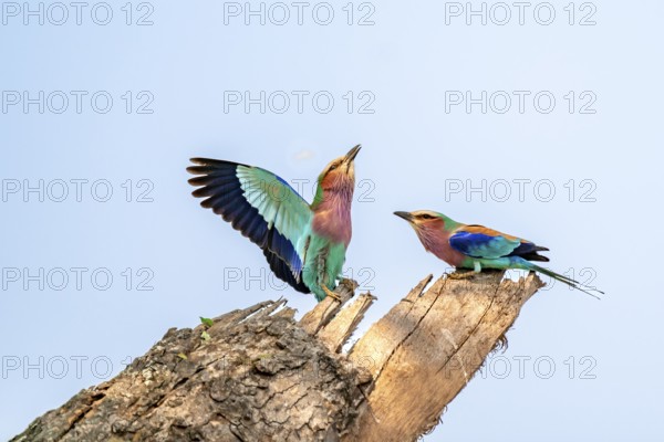 Forked Roller (Coracias caudatus), with open wing, mating behaviour, two birds on a branch in front of a blue sky, Kruger National Park, South Africa