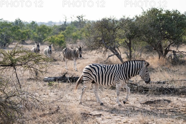 Plains zebra (Equus quagga), in dry grass, Kruger National Park, South Africa