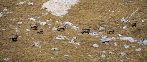 Chamois (Rupicapra rupicapra) in autumn in the mountains, Gamsjoch, Tyrol, Austria