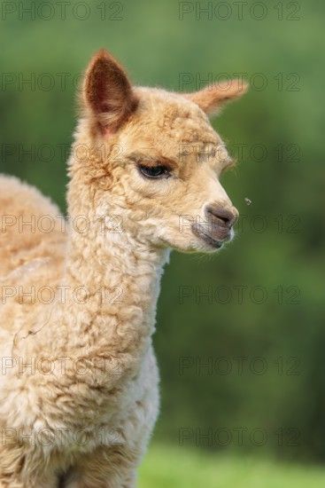 A newly born white alpaca (Vicugna pacos) stands in a green meadow on a sunny day. A green forest can be seen in the background