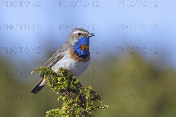 Red-spotted bluethroat (Luscinia svecica svecica) male singing from shrub on the tundra in spring, Sweden, Scandinavia