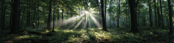Beautiful rays of sunlight in a green forest shining through trees and tree branches. Concept of new beginning and spirituality, AI generated