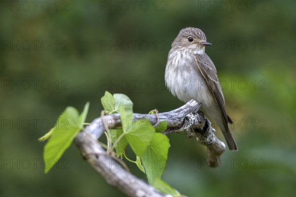 Grey flycatcher (Muscicapa striata), sitting on a branch, Limbach, Burgenland, Austria
