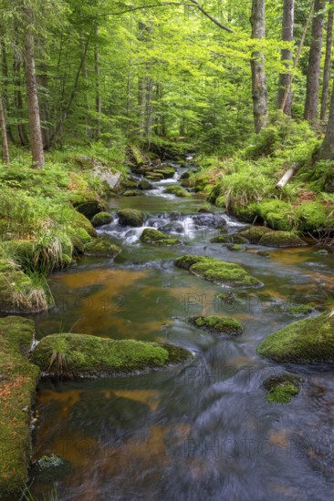 Kleine Ohe, natural forest stream in the Bavarian Forest National Park, Bavaria, Germany