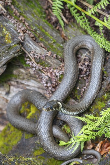 Grass snake (Natrix natrix), sunbathing on the bank of a pond, Bavaria, Germany