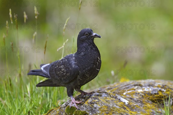 Wood pigeon (Columba palumbus), young bird in juvenile plumage, sitting on a stone, Pillberg, Pill, Tyrol, Austria