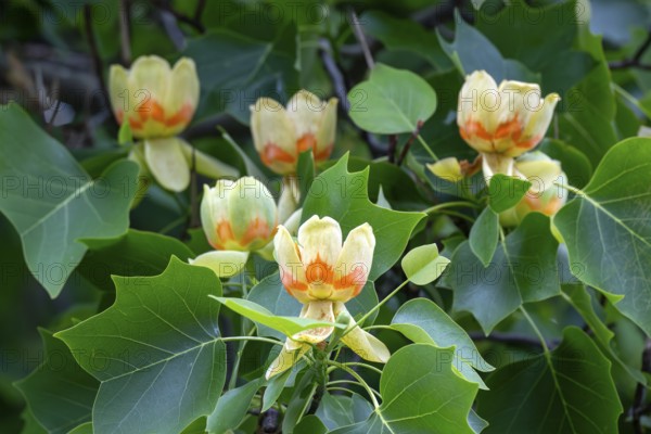 Tulip tree (Liriodendron tulipifera), with flowers, Schwaz, Tyrol, Austria